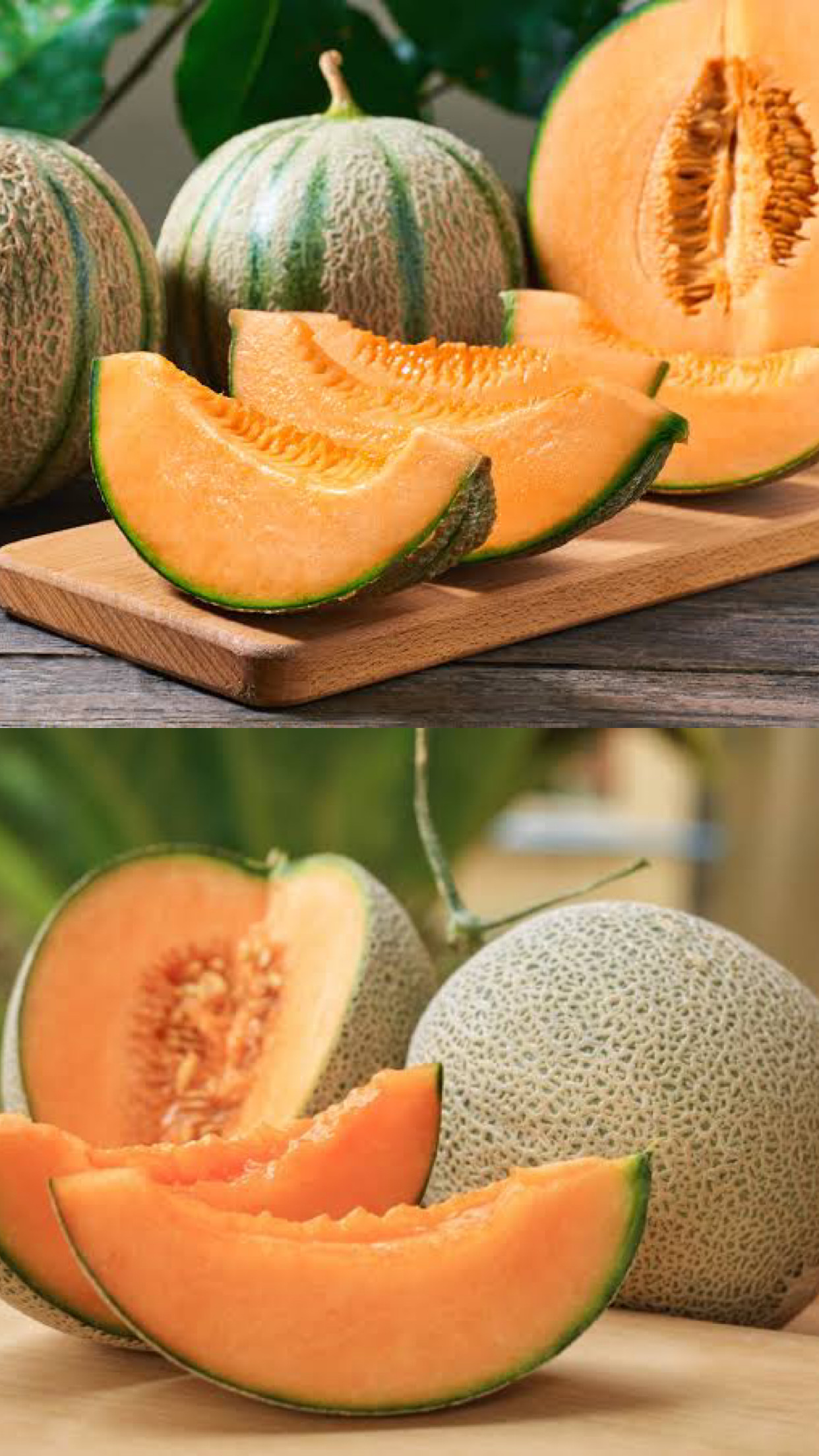 Muskmelon Image
